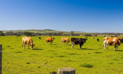 "Vacas Fantasmas" no Uruguai: O Golpe Milionário que Abateu Sonhos, Empresas e Abalou a Pecuária Sul-Americana