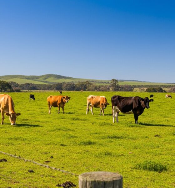 "Vacas Fantasmas" no Uruguai: O Golpe Milionário que Abateu Sonhos, Empresas e Abalou a Pecuária Sul-Americana
